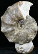 Large Mammites Ammonite - Goulmima, Morocco #27363-1